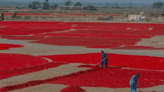 PAK में लाल मिर्च की खेती पर मंडराया खतरा, सूखा-बाढ़ और गर्मी ने बढ़ाई किसानों की मुश्किलें PAK में लाल मिर्च की खेती पर मंडराया खतरा, सूखा-बाढ़ और गर्मी ने बढ़ाई किसानों की मुश्किलें