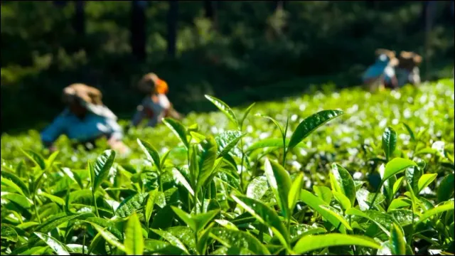 अंतरिक्ष से होगी चाय की निगरानी, ISRO और AI बदलेंगे Tea Farming का भविष्य अंतरिक्ष से होगी चाय की निगरानी, ISRO और AI बदलेंगे Tea Farming का भविष्य